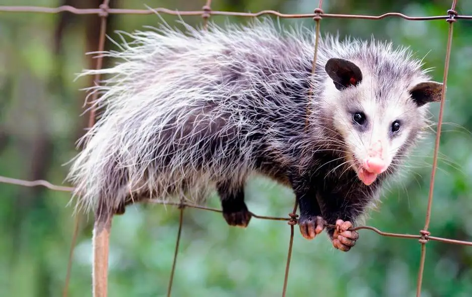 Opossum Realities