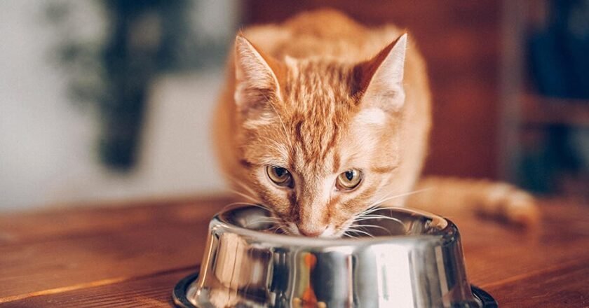 4 Tasty-Looking but Forbidden Foods for Your Cat