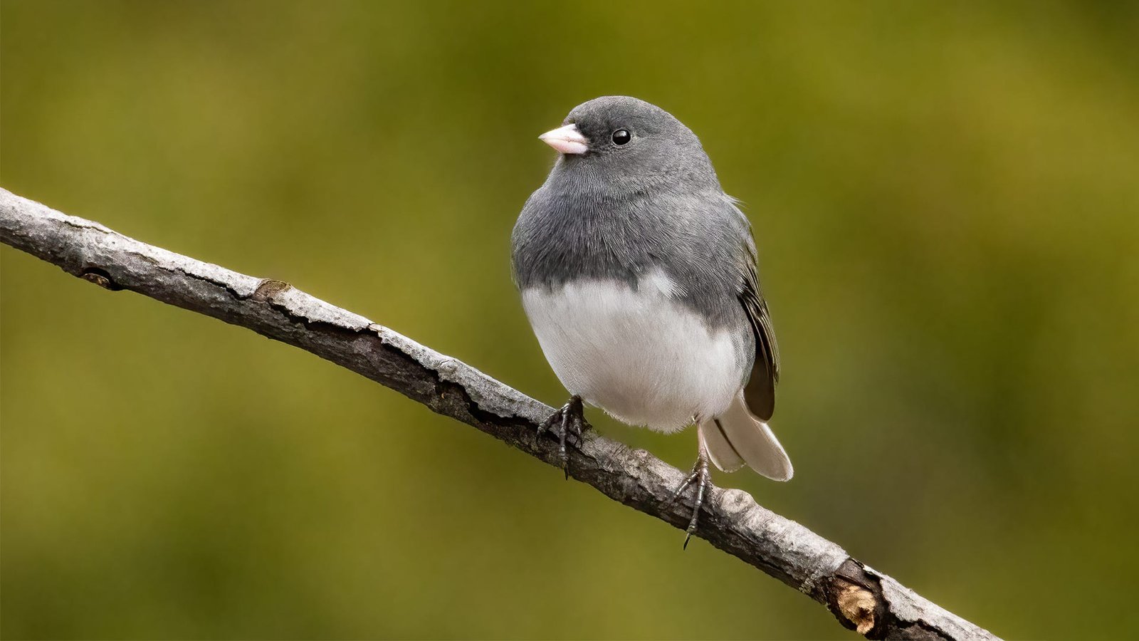 Ecosystem Role: Why the Junco Matters